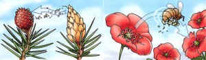 Las partes de la flor y la polinización 