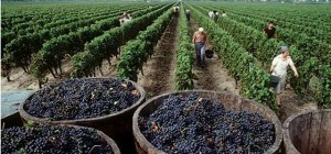 Elaboración del vino en Argentina